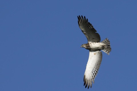 Black-chested snake eagle (Circaetus pectoralis), Mziki Private Game Reserve, North West Province,