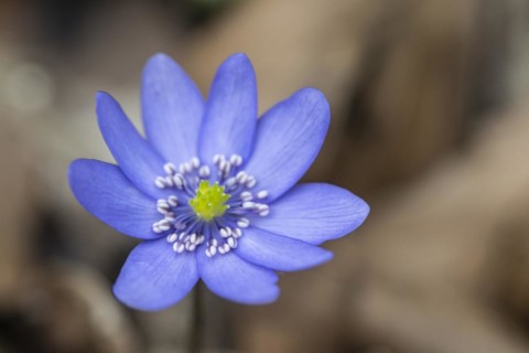 Large blue hepatica (Hepatica transsylvanica), Emsland, Lower Saxony, Germany, Europe