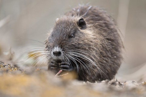 Nutria (Myocastor coypus), holding something in its paws, eating, frontal side view, close-up,
