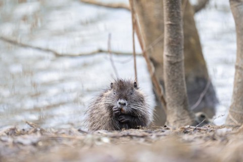 Nutria (Myocastor coypus), wet, coming out of the water, making a funny face, facial expression,