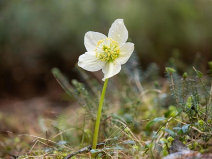 Christmas rose (Helleborus niger), near Tragoess, Styria, Austria, Europe