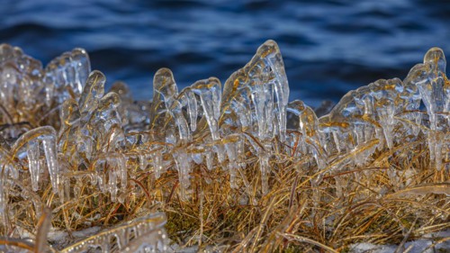 Icy grasses along the river, Fjallabak Nature Reserve, Sudurland, Iceland, Europe