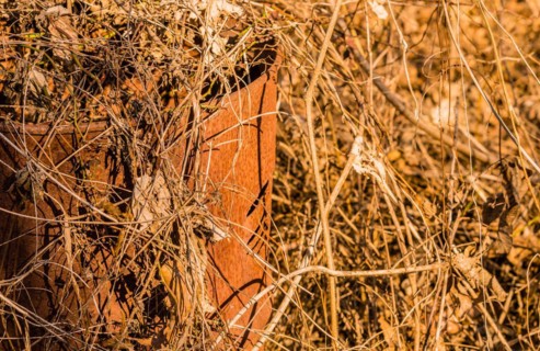 Rusty metal bucket partially hidden by dry grass, in South Korea