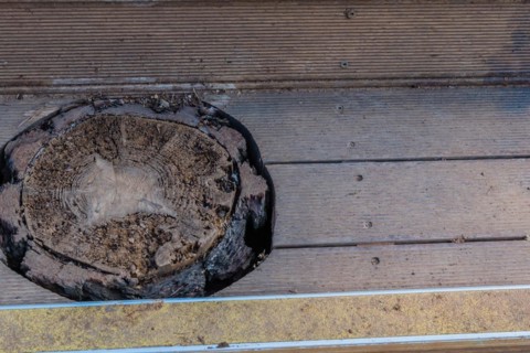 A cut tree stump on a wooden deck with visible section numbers, in South Korea