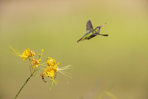 Golden Sapphire Hummingbird (Hylocharis chrysuria) Pantanal Brazil