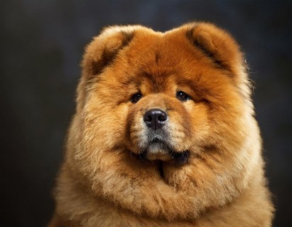 Dog, Chow Chow, portrait, head only, puppies, dark background, AI generated, AI generated