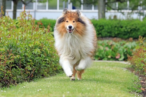 Collie, Long-haired Collie