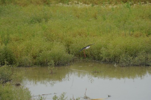 Black-winged Stilt, Himantopus himantopus, italy