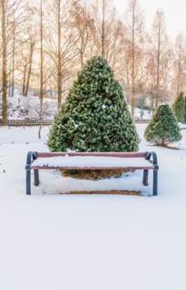 Winter landscape of wooden park bench in front of a vibrant evergreen tree covered with snow in a