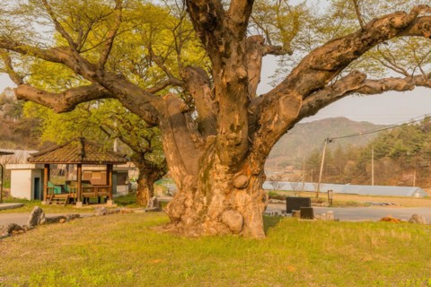 Large tree in rural farming community. Tree is 630 years old, 25 meters tall and with girth of 7.5