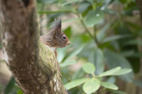 Eurasian red squirrel (Sciurus vulgaris), hidden behind a thicker curved branch, head visible,