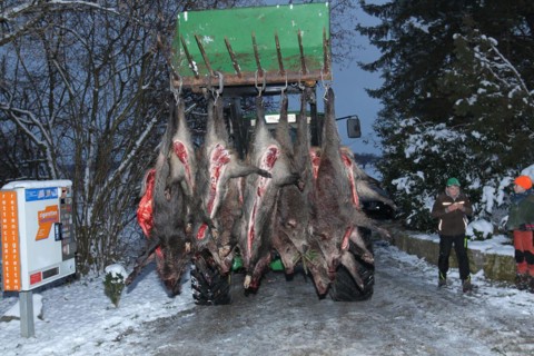 Wild boar (Sus scrofa) that have been killed and broken open are brought to the assembly point,