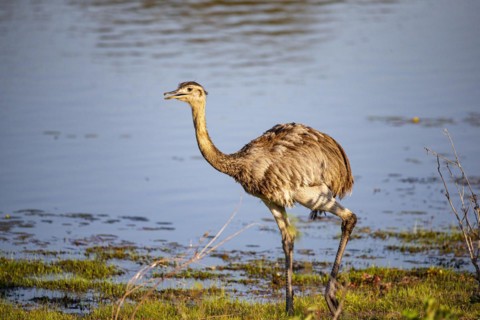 Nandu (Rhea americana) Pantanal Brazil