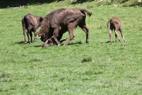 European bison (Bison bonasus) bull attacking helpless calf lying on the ground, captive, Sweden,