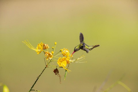 Golden Sapphire Hummingbird (Hylocharis chrysuria) Pantanal Brazil