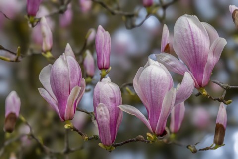 Blossoms of a magnolia (Magnolia), magnolia x soulangeana (Magnolia xsoulangeana), magnolia