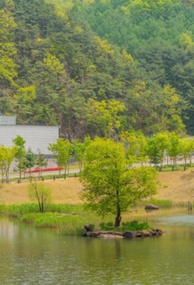 Tree on small man made island in center of lake with lush forest behind building in background in
