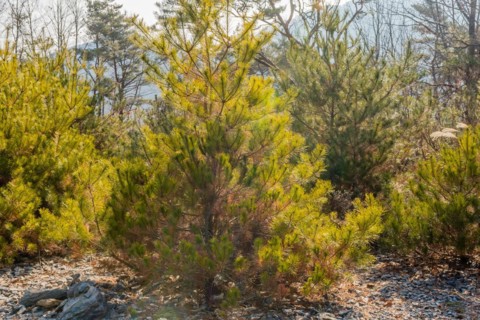 Sunlight shining through young pine trees in a forest with a bed of dry leaves, in South Korea
