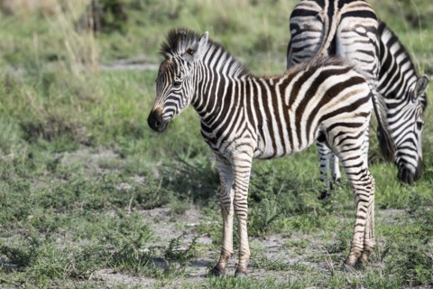 Plains zebra (Equus quagga) foal, Madikwe Game Reserve, North West Province, South Africa, RSA,