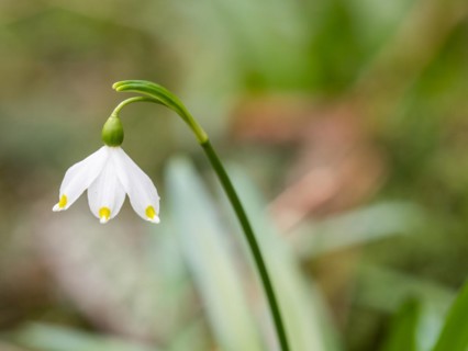 Spring snowdrop (Leucojum vernum), March snowdrop, March bell, large snowdrop. Amaryllis family