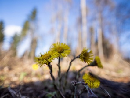 Coltsfoot (Tussilago farfara), Leoben, Styria, Austria, Europe