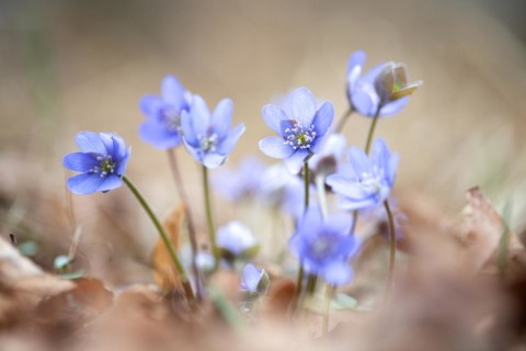 Common liverwort (Hepatica nobilis), flowers in the sunlight between leaves on the forest floor,