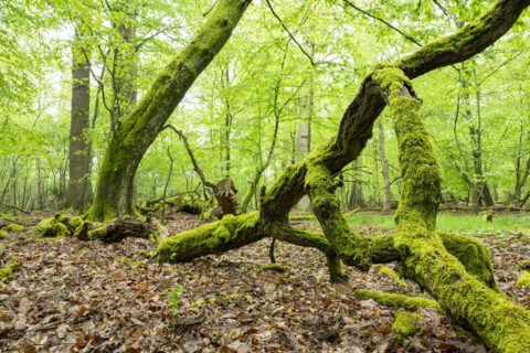 Near-natural deciduous forest, moss-covered deadwood, in spring, Barnbruch Forest nature reserve,