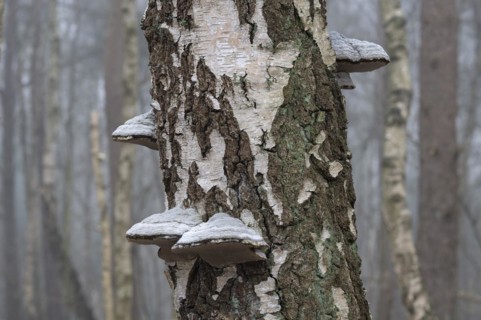 Tinder fungus (Fomes fomentarius), fruiting body on a downy birch (Betula pubescens) trunk, Lower