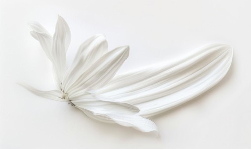 White paint brush stroke and white daisy flower on while background AI generated