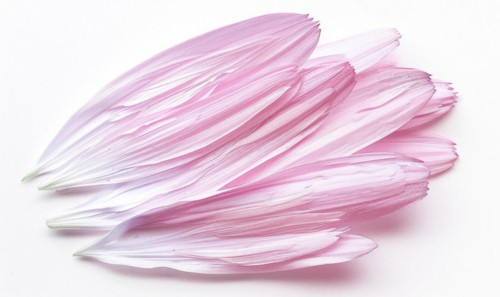 Pale pink daisy flower petals on white background AI generated