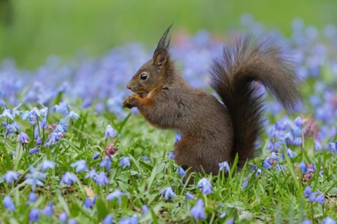 Dark eurasian red squirrel (Sciurus vulgaris) in a bluestar meadow, Hesse, Germany, Europe