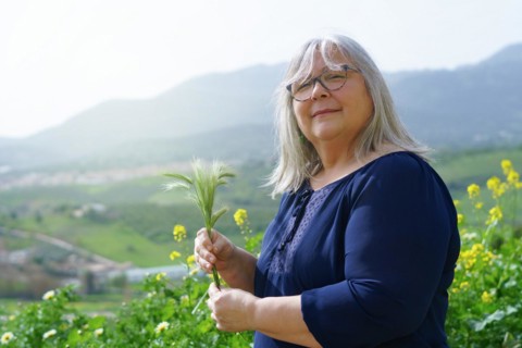 Older white-haired woman in the field with ears of barley in her hands with mountain scenery in the