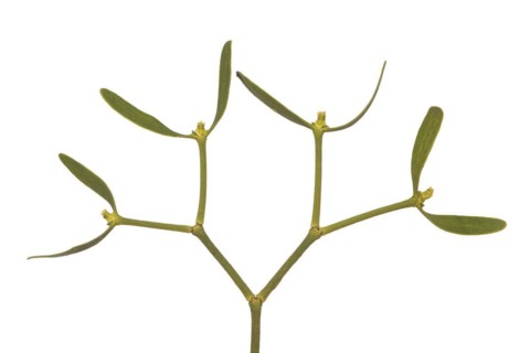 Branch of the pine mistletoe (Viscum laxum) with female flowers, a shoot semi-parasite, Valais,