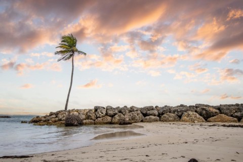 Caribbean dream beach with palm trees, white sandy beach and turquoise-coloured, crystal-clear