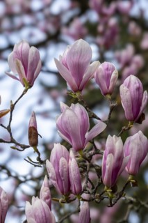 Blossoms of a magnolia (Magnolia), magnolia x soulangeana (Magnolia xsoulangeana), magnolia