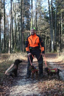 Wild boar (Sus scrofa) dog handler with hunting dogs quail and hunting terrier, all in safety