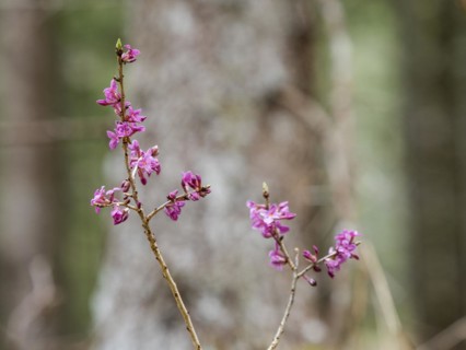 Mezereon (Daphne mezereum), near Tragoess, Styria, Austria, Europe