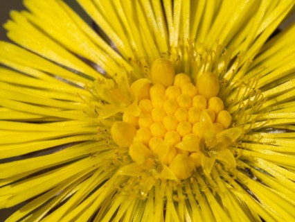 Coltsfoot (Tussilago farfara), Leoben, Styria, Austria, Europe