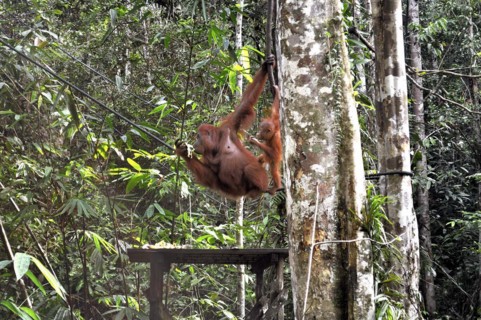 Semenggoh Nature Reserve, Pongo pygmaeus, sarawak, malaysia