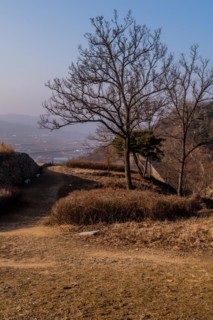 Leafless tree next to hiking trail shaded by section of mountain fortress wall in Boeun, South