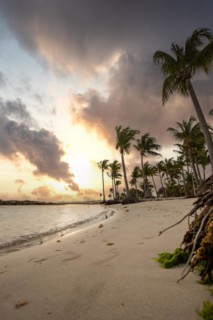 Caribbean dream beach with palm trees, white sandy beach and turquoise-coloured, crystal-clear