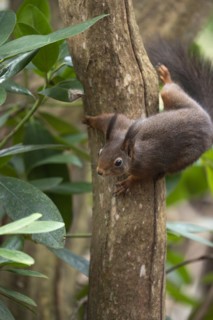 Eurasian red squirrel (Sciurus vulgaris), running down a thicker curved branch, looking down to the