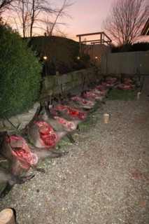 Wild boar (Sus scrofa) killed and already broken open for traditional hunting, Allgaeu, Bavaria,
