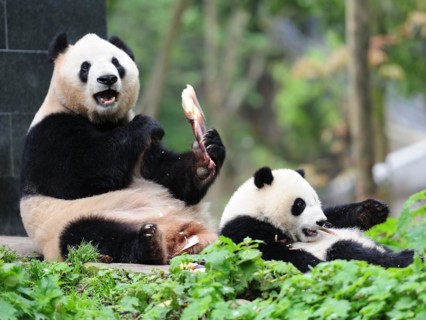 Bifengxia Panda Center, sichuan, china