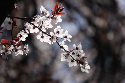 Ornamental cherry in bloom, March, Germany, Europe