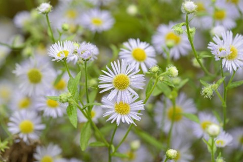 Daisy fleabane (Erigeron annuus), flowers with raindrops, Moselle, Rhineland-Palatinate, Germany,