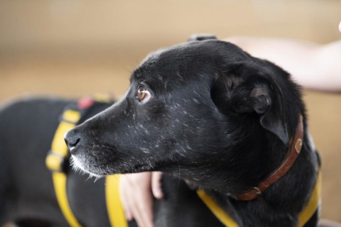 Domestic dog (Canis lupus familiaris), black, female, older, grey muzzle, brown eyes, being hugged