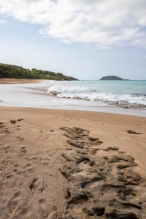Lonely, wide sandy beach with turquoise-coloured sea. Tropical plants in a bay in the Caribbean