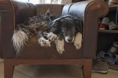Old, tired Border Collie in his leather armchair, Mecklenburg-Vorpommern, Germany, Europe