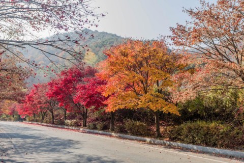 A serene street lined with trees showcasing spectacular fall foliage against a clear sky, in South